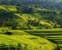 Rice terraces in mountains at sunrise, Bali Indonesia.
